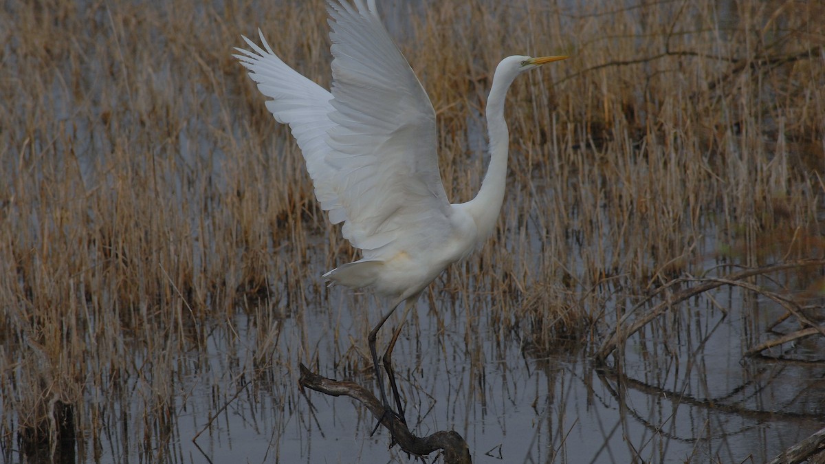 Garceta Grande - ML652694400