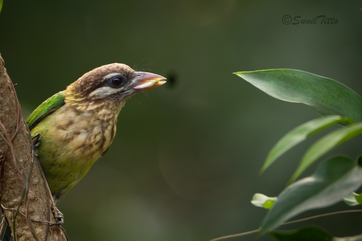 White-cheeked Barbet - ML652694499
