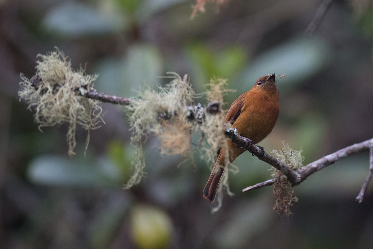 Cinnamon Flycatcher - ML65269451