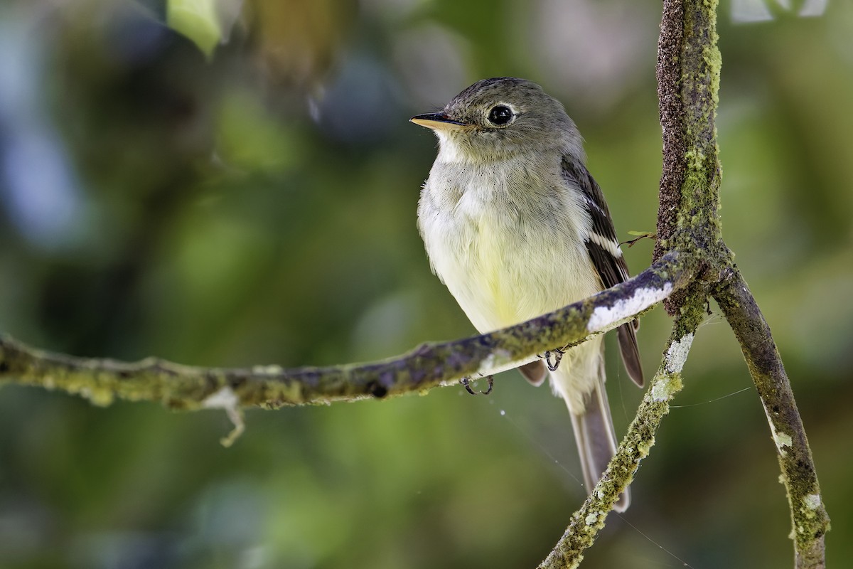 Піві-малюк жовточеревий - ML652694552