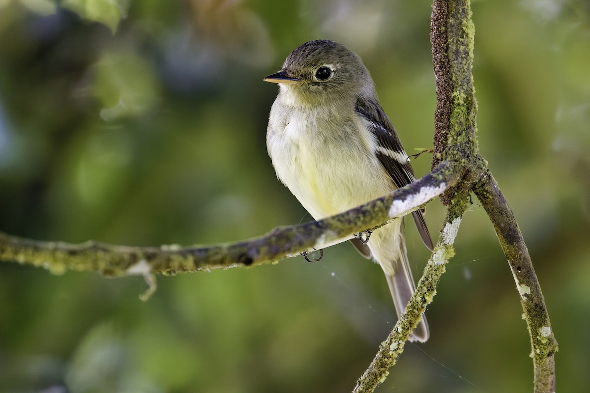 Піві-малюк жовточеревий - ML652694553