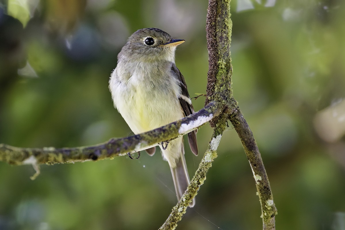 Піві-малюк жовточеревий - ML652694554