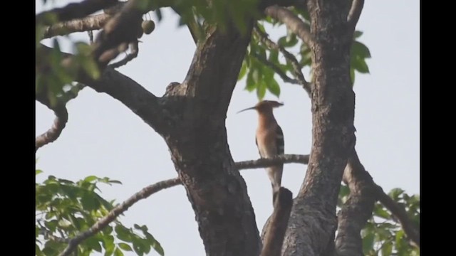 Common Hoopoe - ML652694606