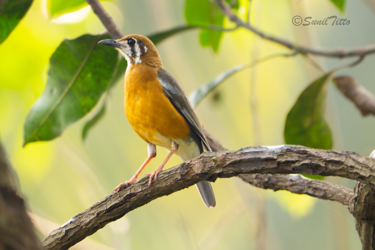 Orange-headed Thrush (White-throated) - ML652694691
