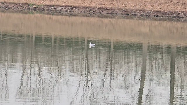 Common Gull - ML652694735