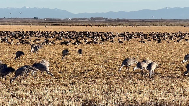 Sandhill Crane - ML652694938