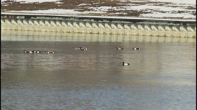 Lesser Scaup - ML652695059