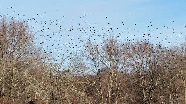 Common Grackle - ML652695070