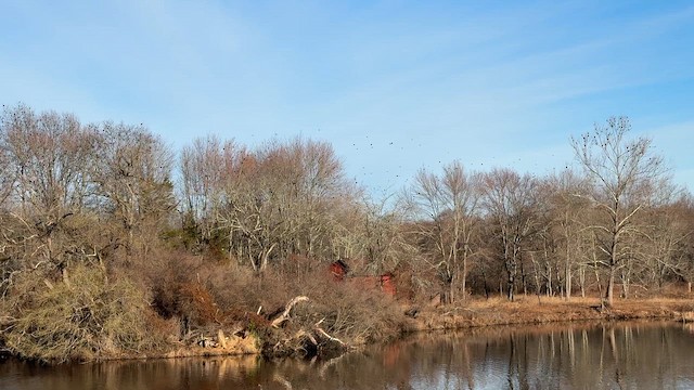 Common Grackle - ML652695071