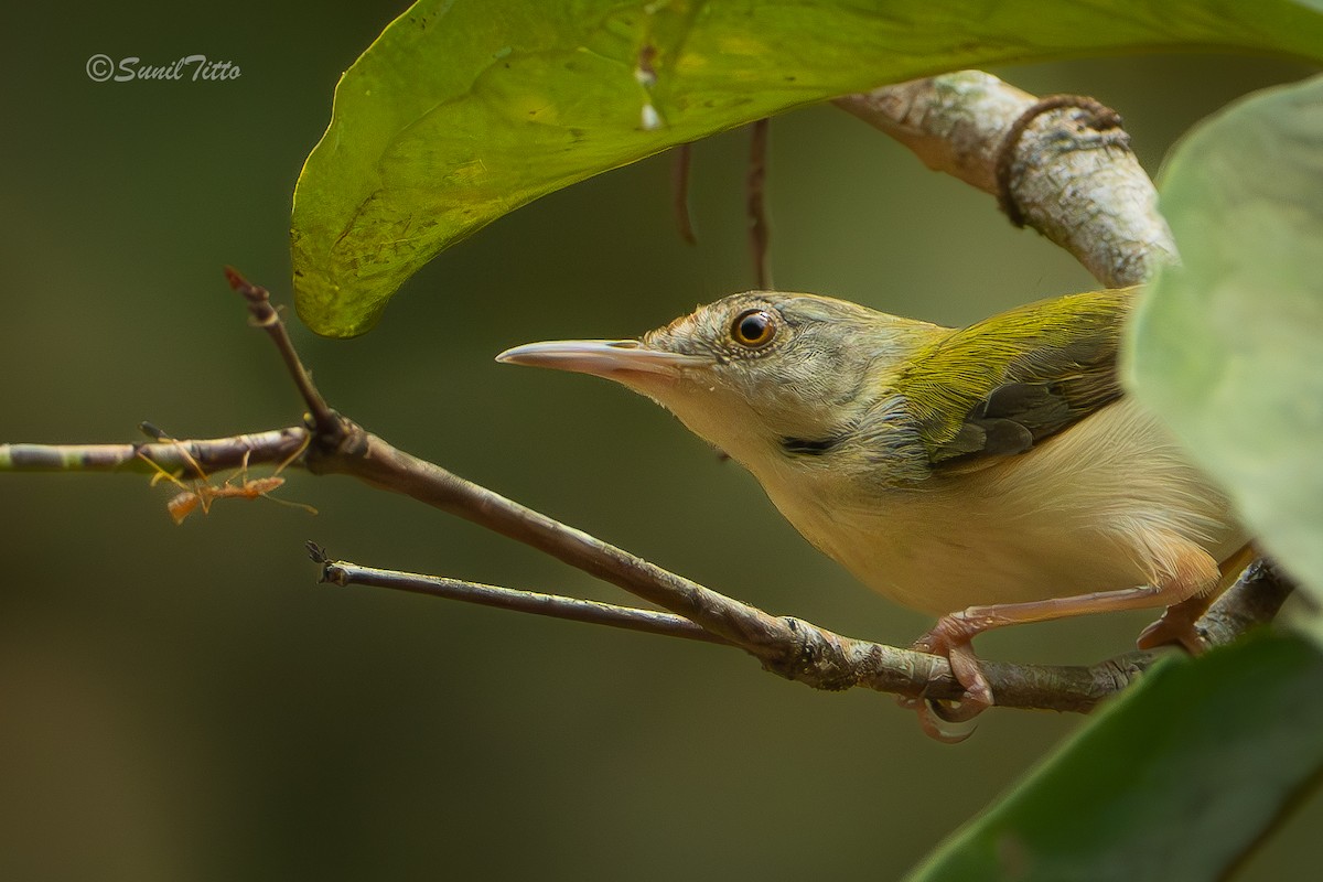 Common Tailorbird - ML652695161