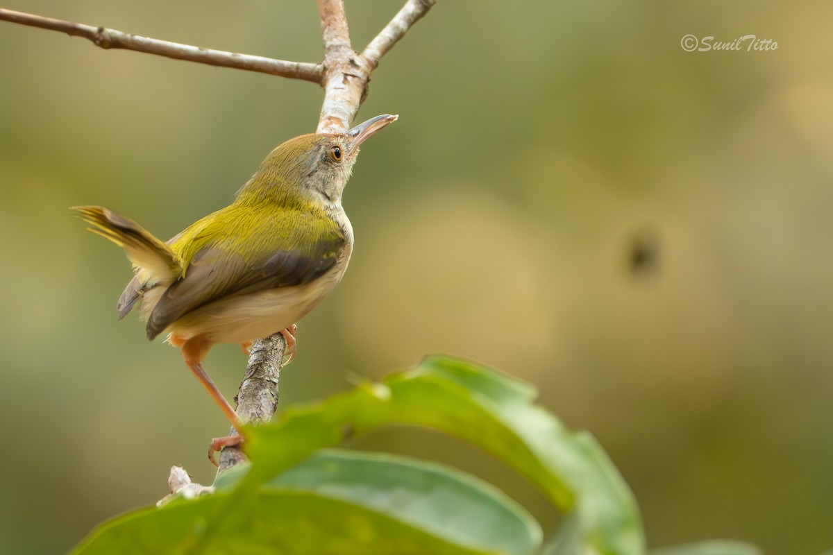 Common Tailorbird - ML652695162