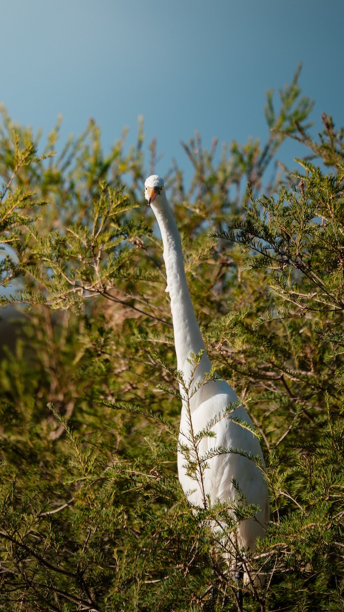 Garceta Grande - ML652695216