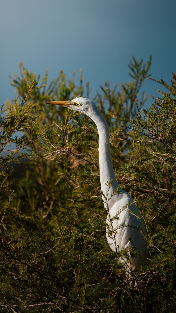 Garceta Grande - ML652695217