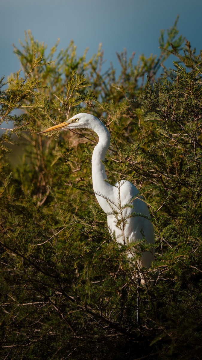 Garceta Grande - ML652695218