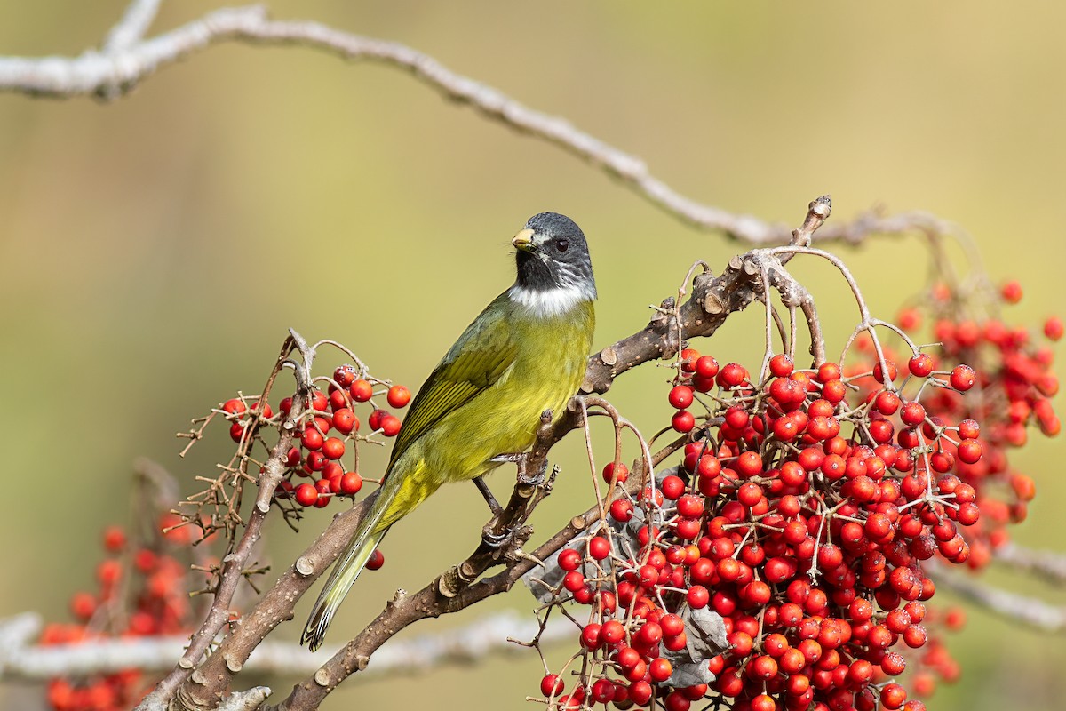 Collared Finchbill - ML652695265