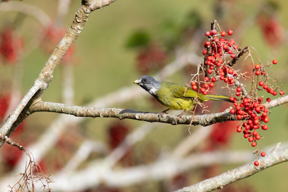 Collared Finchbill - ML652695309