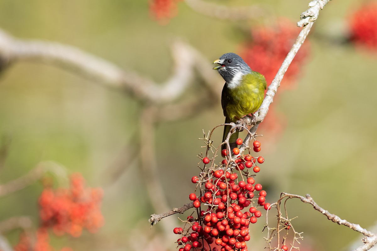 Collared Finchbill - ML652695422