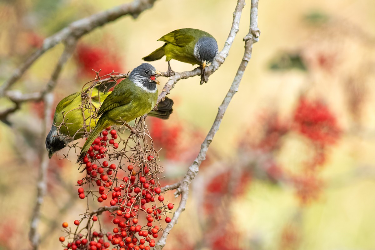 Collared Finchbill - ML652695519