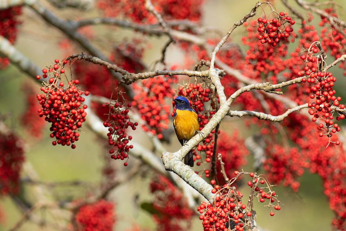 Taiwan Vivid Niltava - ML652695661