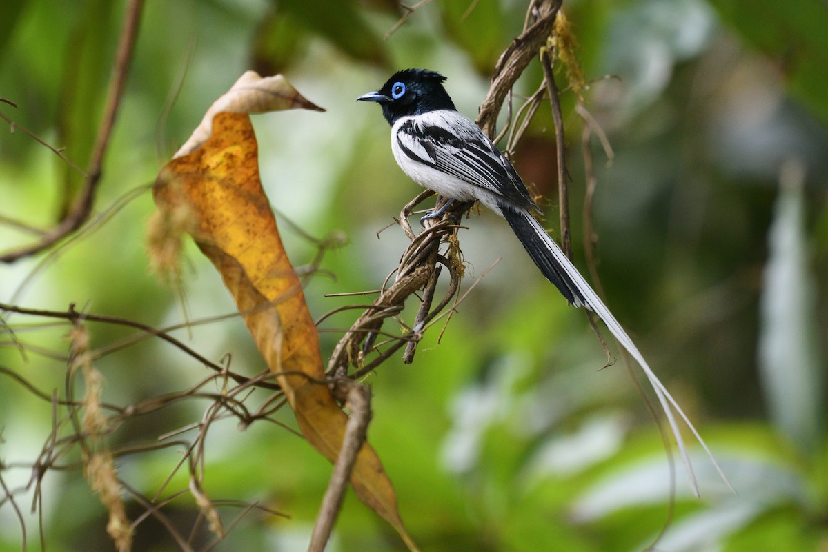 Монарх-довгохвіст мадагаскарський - ML652695744