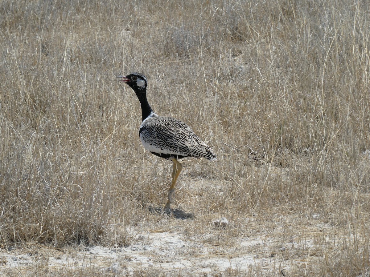 White-quilled Bustard - ML652695749