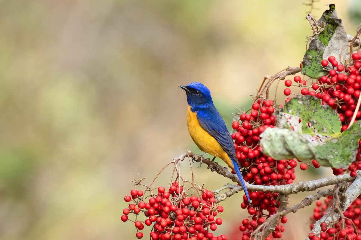 Taiwan Vivid Niltava - ML652695758