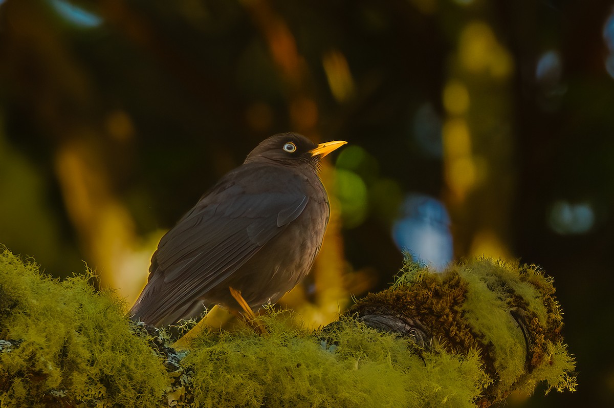 Костариканский дрозд - ML652695805