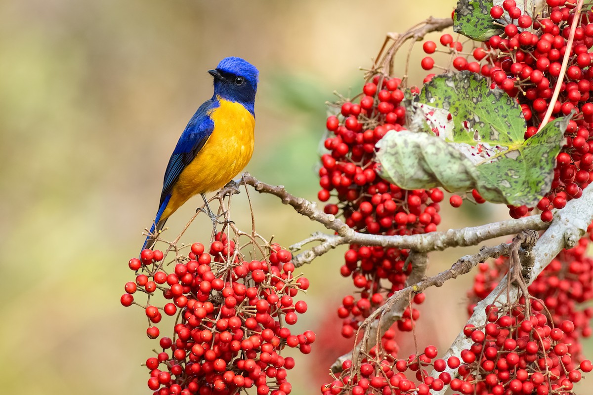 Taiwan Vivid Niltava - ML652695860