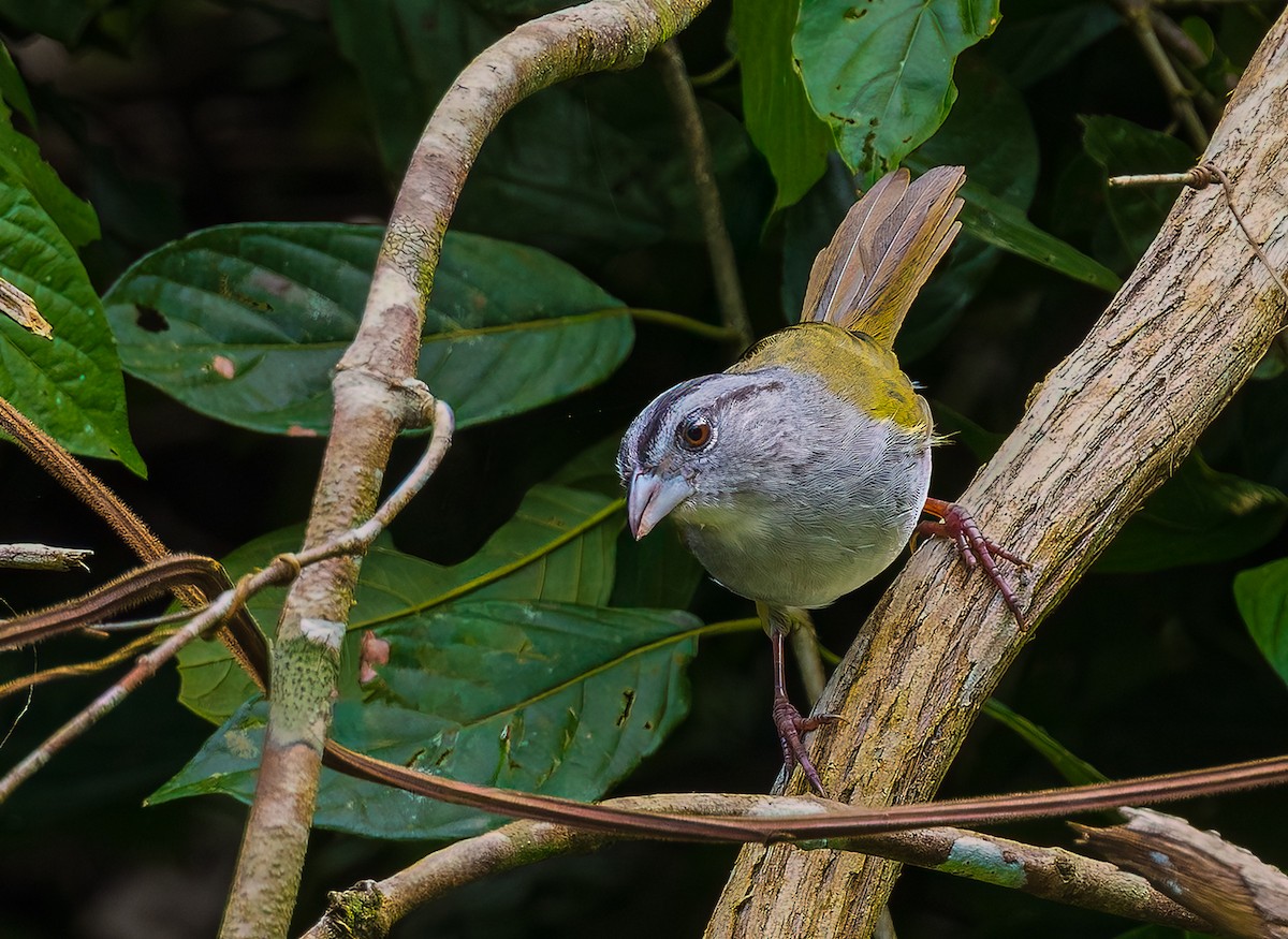 Зеленоспинный тохи - ML652695875