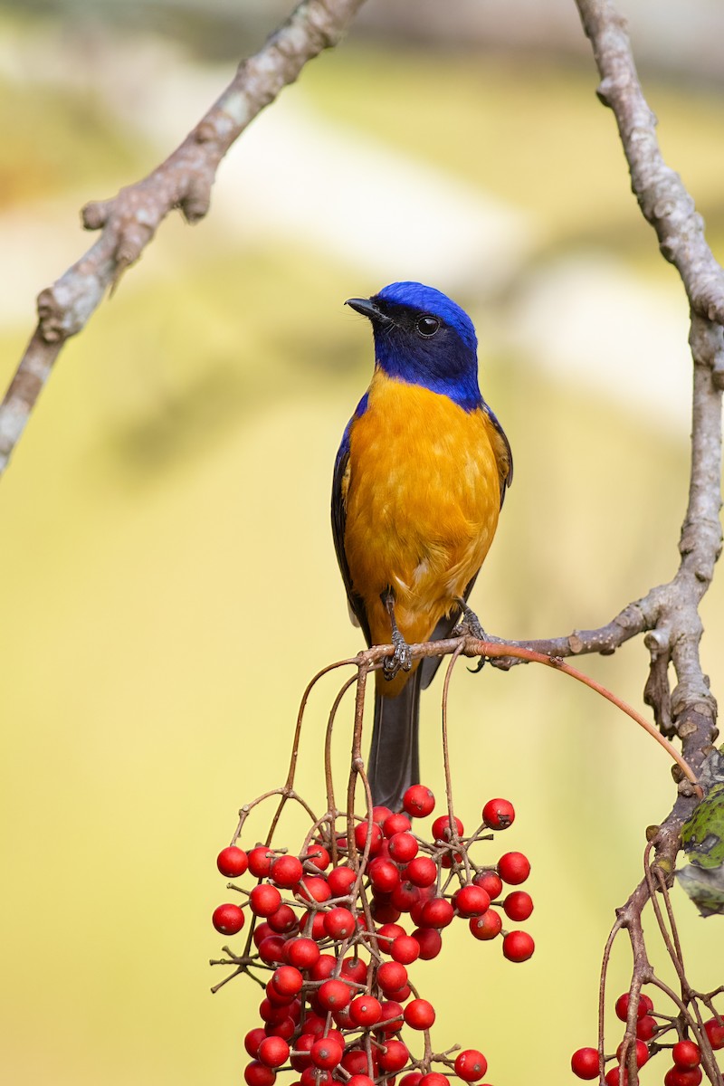 Taiwan Vivid Niltava - ML652696004