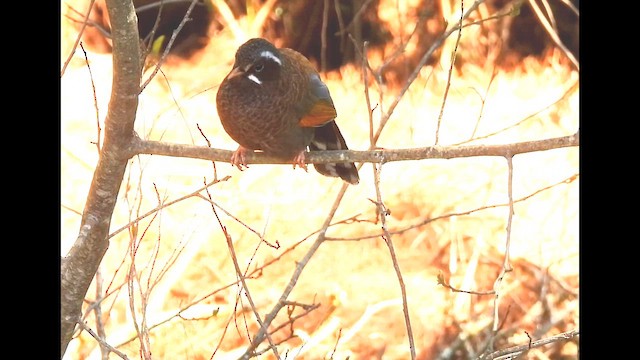 White-whiskered Laughingthrush - ML652696094