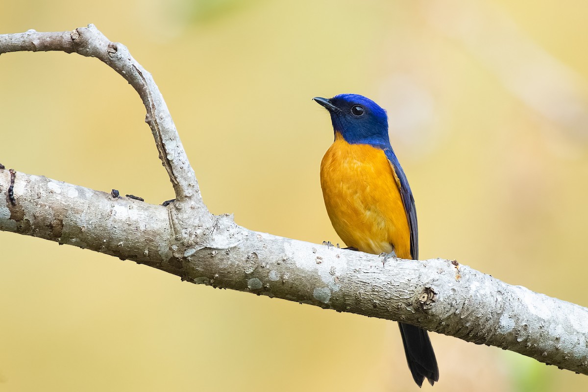 Taiwan Vivid Niltava - ML652696119