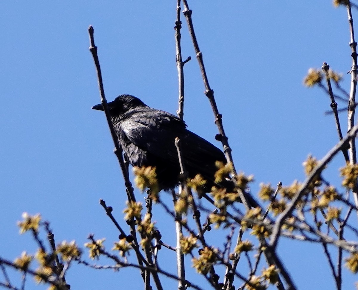 Fish Crow - ML652696175