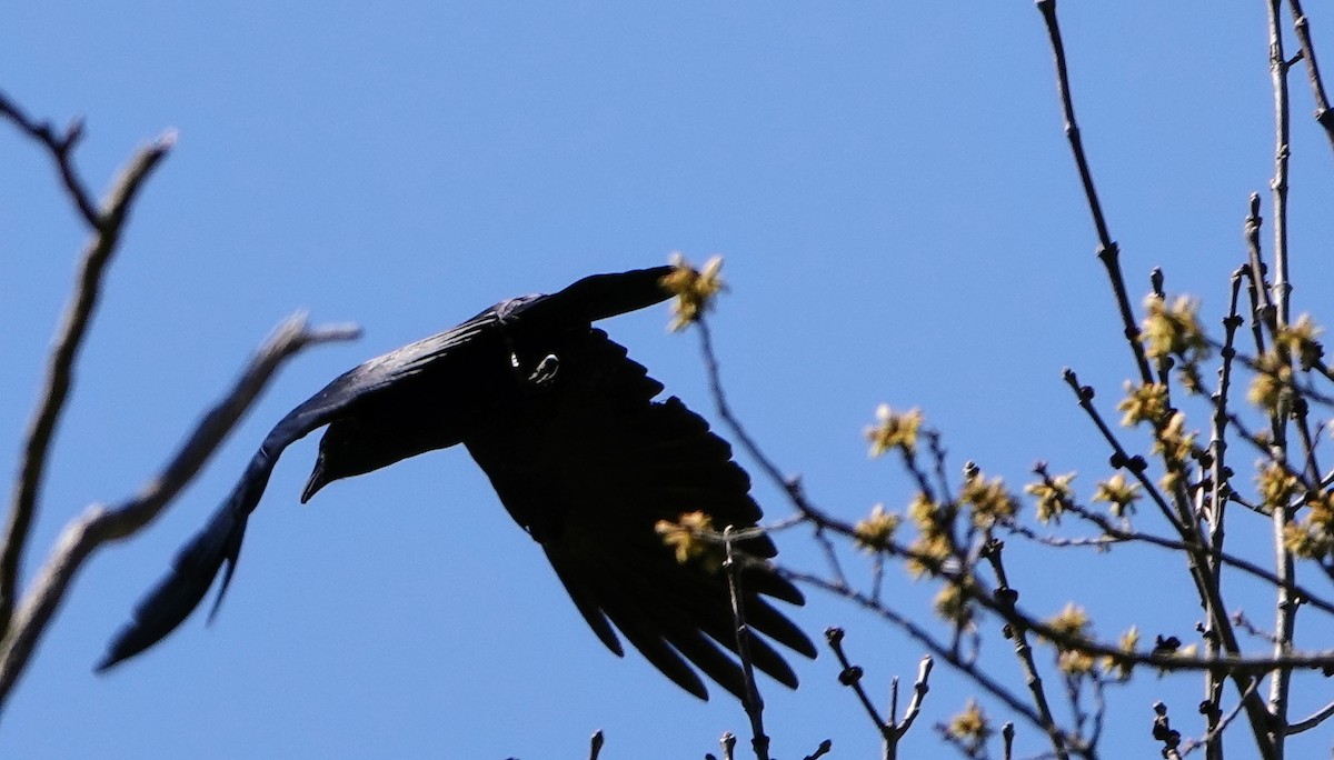 Fish Crow - ML652696176