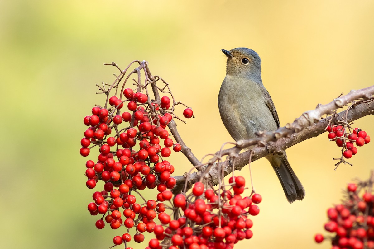 Taiwan Vivid Niltava - ML652696283