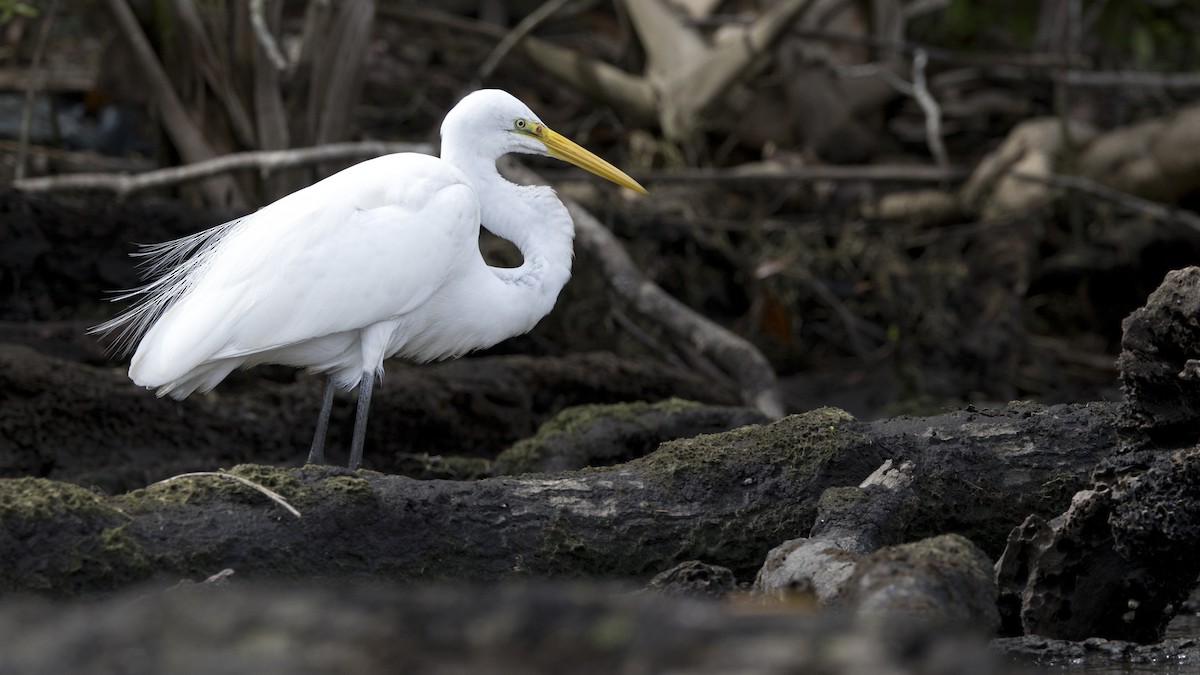 Garceta Grande - ML652696331