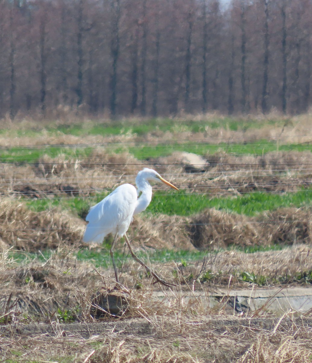 Garceta Grande - ML652696355