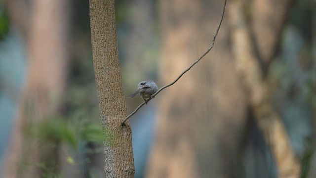 Jungle Babbler - ML652696408