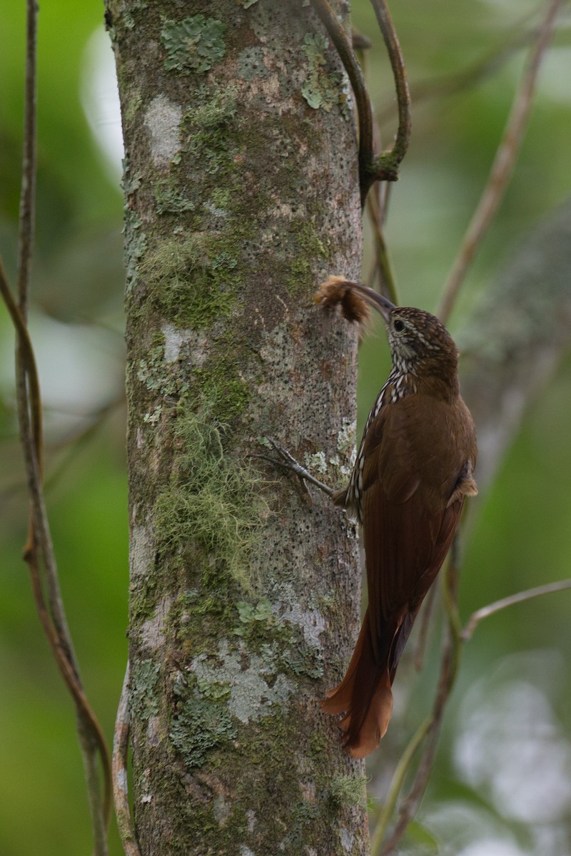 Montane Woodcreeper - ML65269641