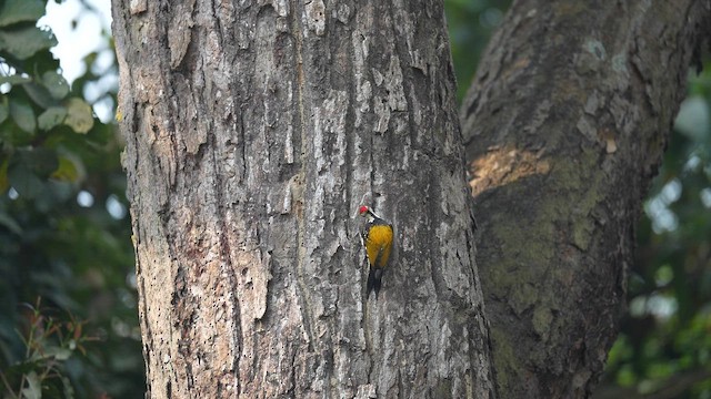 Black-rumped Flameback - ML652696463