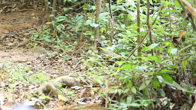 Malayan Peacock-Pheasant - ML652696475