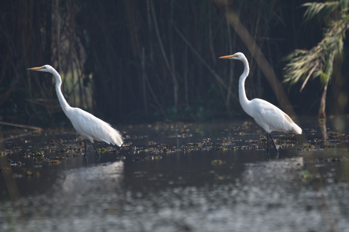 Garceta Grande (africana) - ML652696579