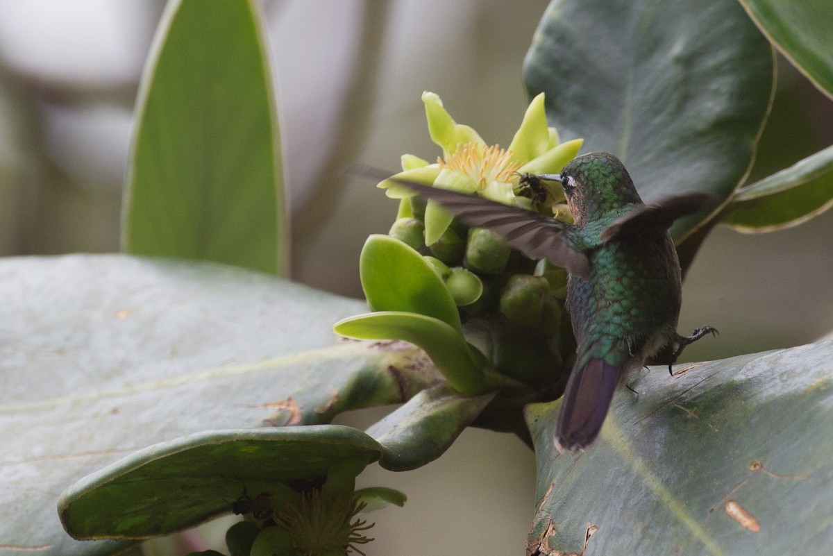 Tyrian Metaltail (Santa Marta) - ML65269661