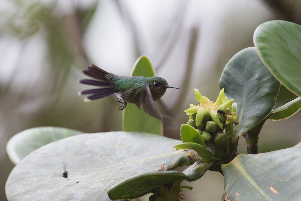 kolibřík dřišťálový (ssp. districta) - ML65269691