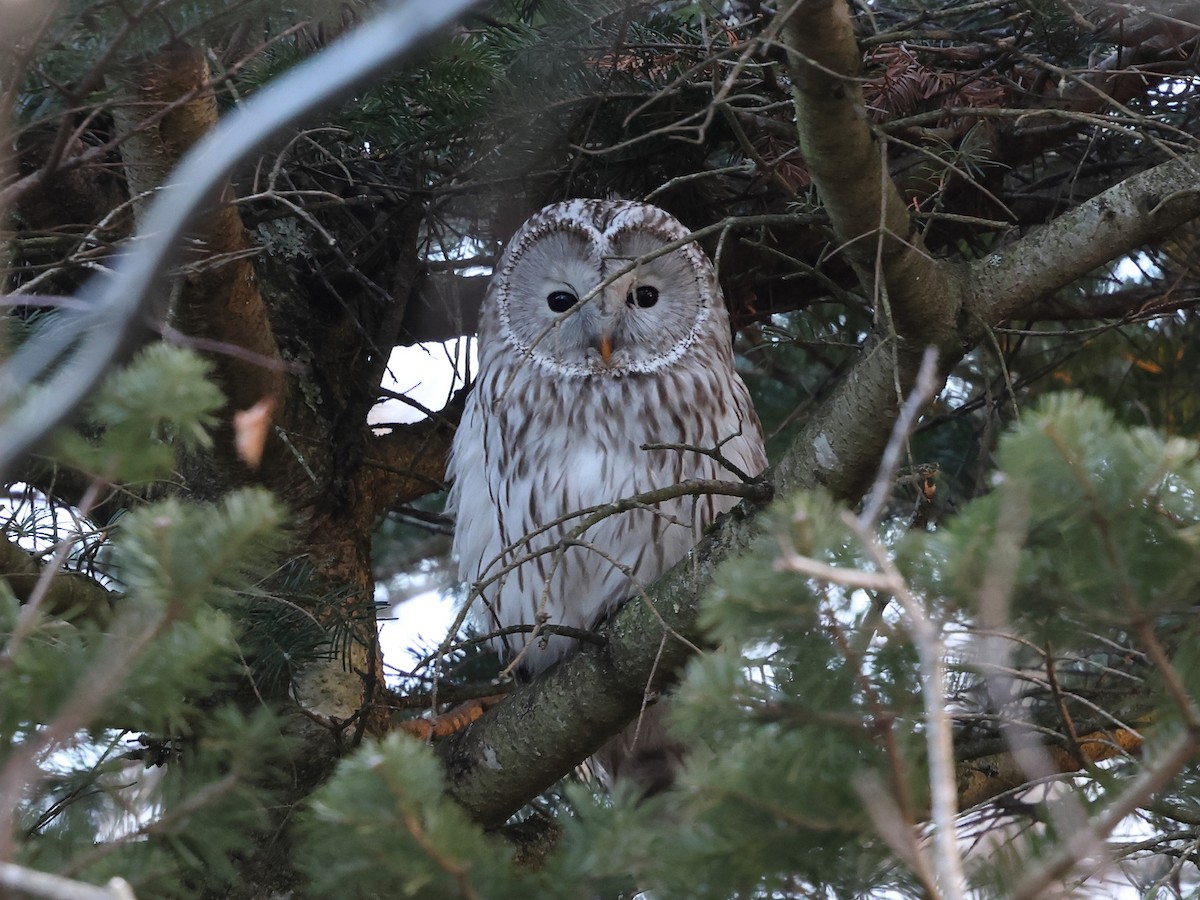 Habichtskauz - ML652696972