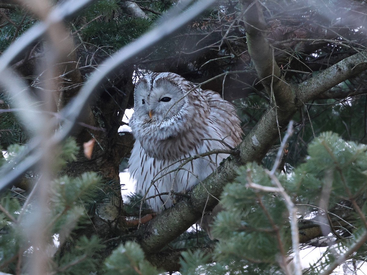 Habichtskauz - ML652696973