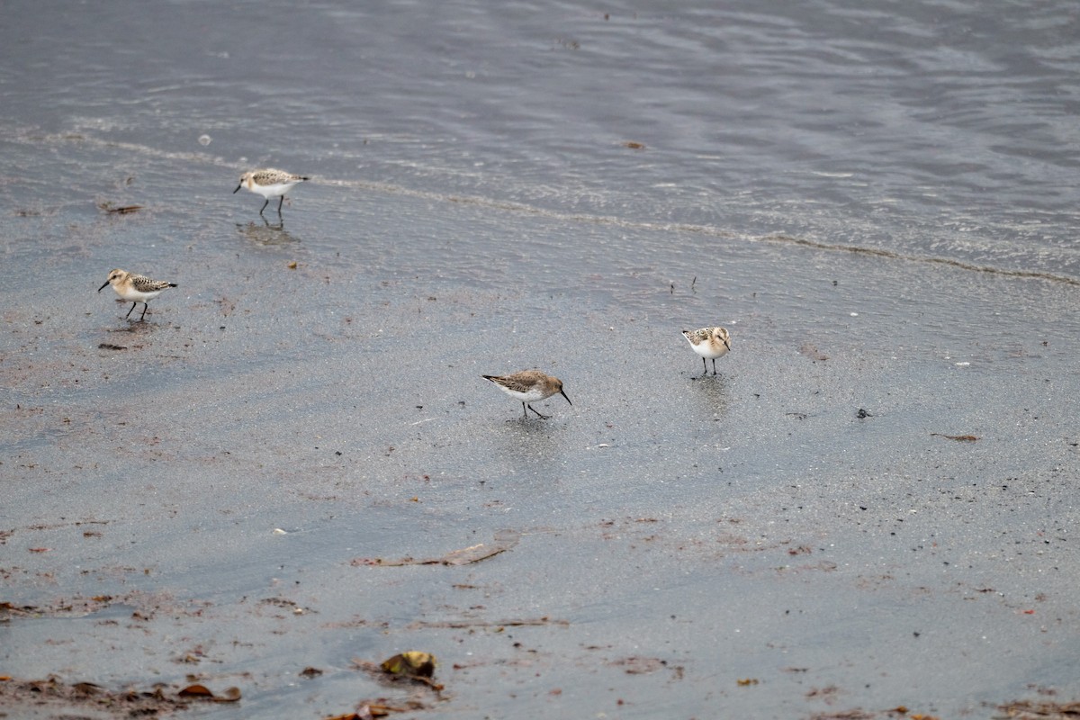 Txirri arrunta - ML652696998