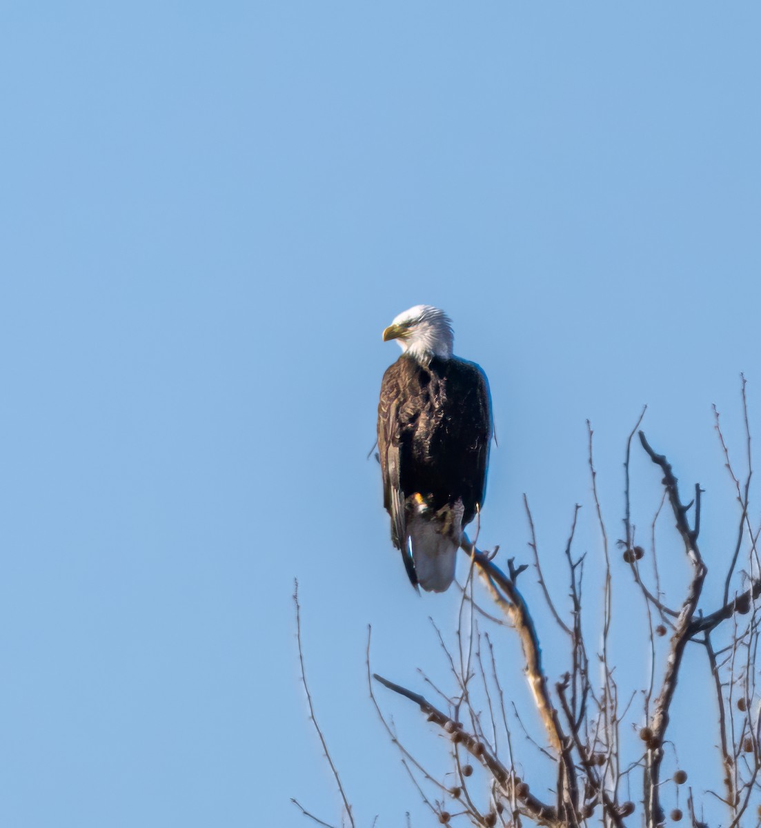 Bald Eagle - ML652697100
