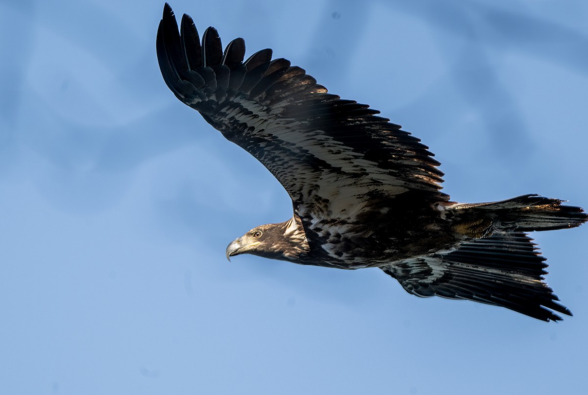 Bald Eagle - ML652697103