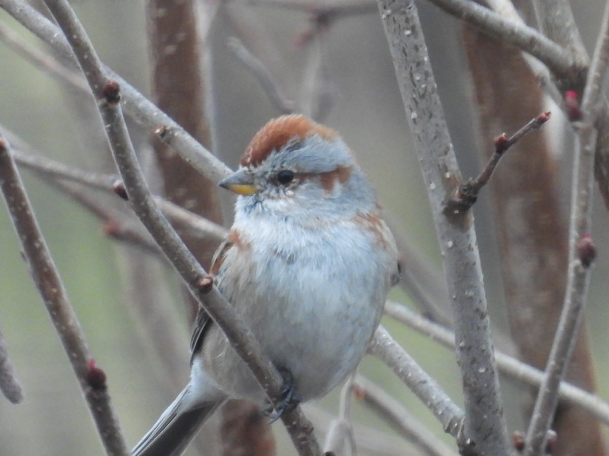 ムナフヒメドリ - ML652697186